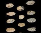 Lot: Fossil Seed Cones (Or Aggregate Fruits) - Pieces #148850-1
